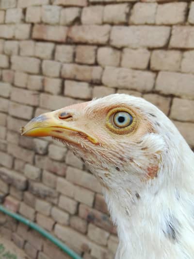 dono dyny ha male female