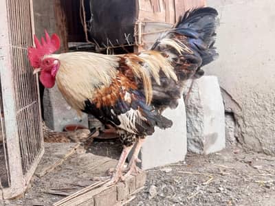 Black Misri For sale