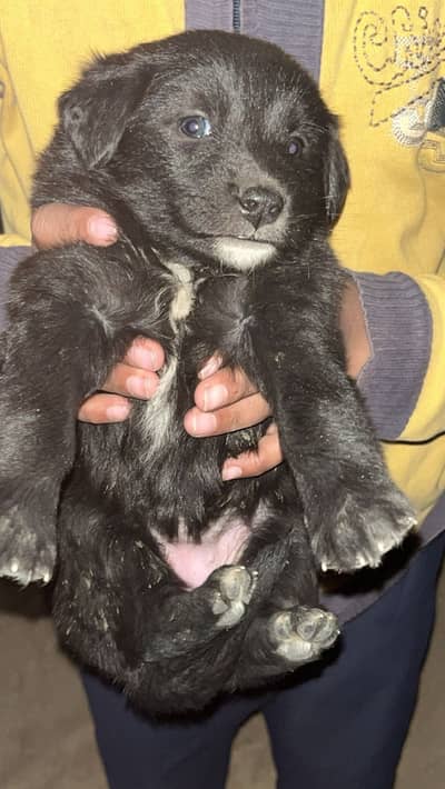 Labrador retriever for sale