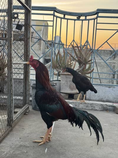 Aseel Lakha For Sale