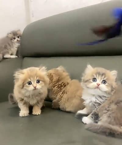 Persian Cats & Kittens for Sale may WhatsApp 03126762031