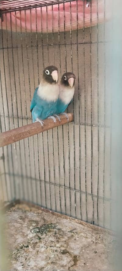 My bird is very beautiful and very noty like this