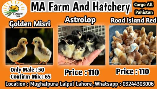 Golden misri | desi chicks | black australorp | rir chicks | Chicks