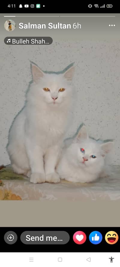 cat for sale good tamed urgent need