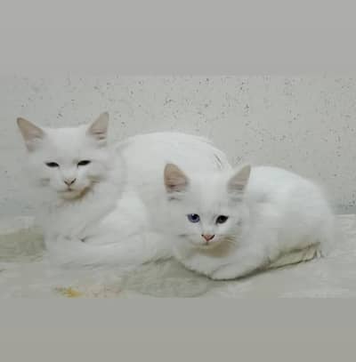 cat for sale good tamed urgent need
