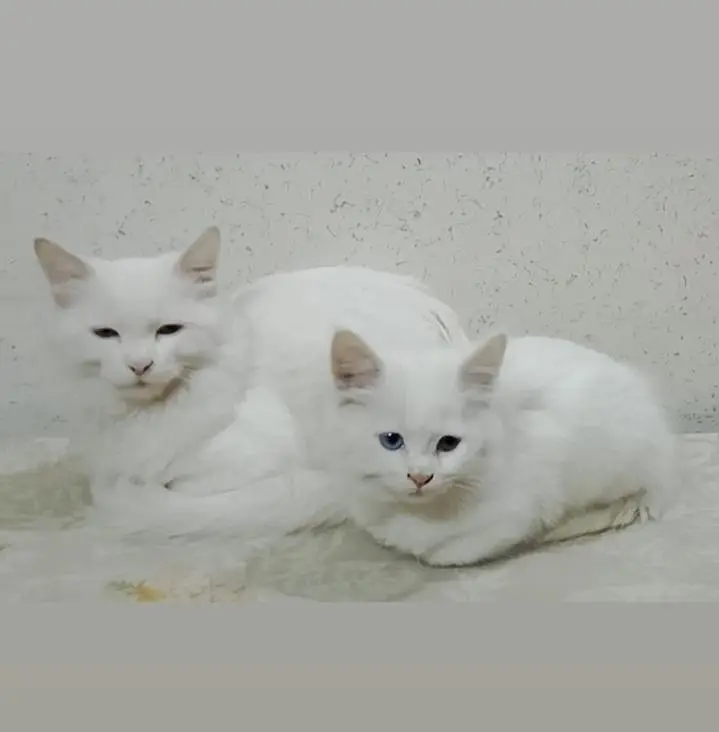 cat for sale good tamed urgent need — photo 2