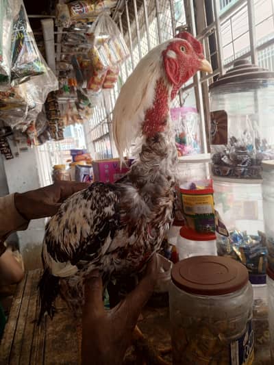 Aseel Mianwali for  Sale