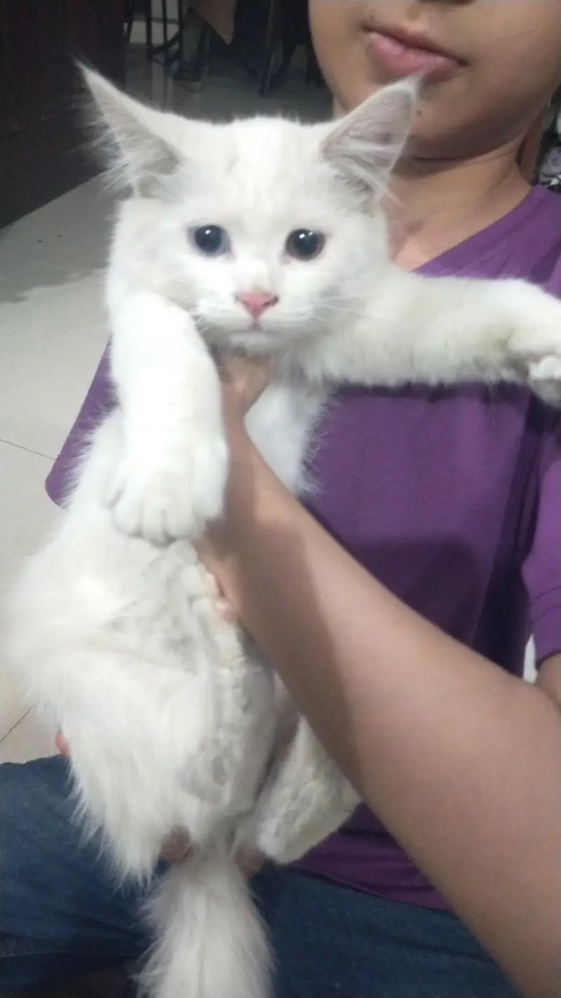 cat for sale good tamed urgent need — photo 3