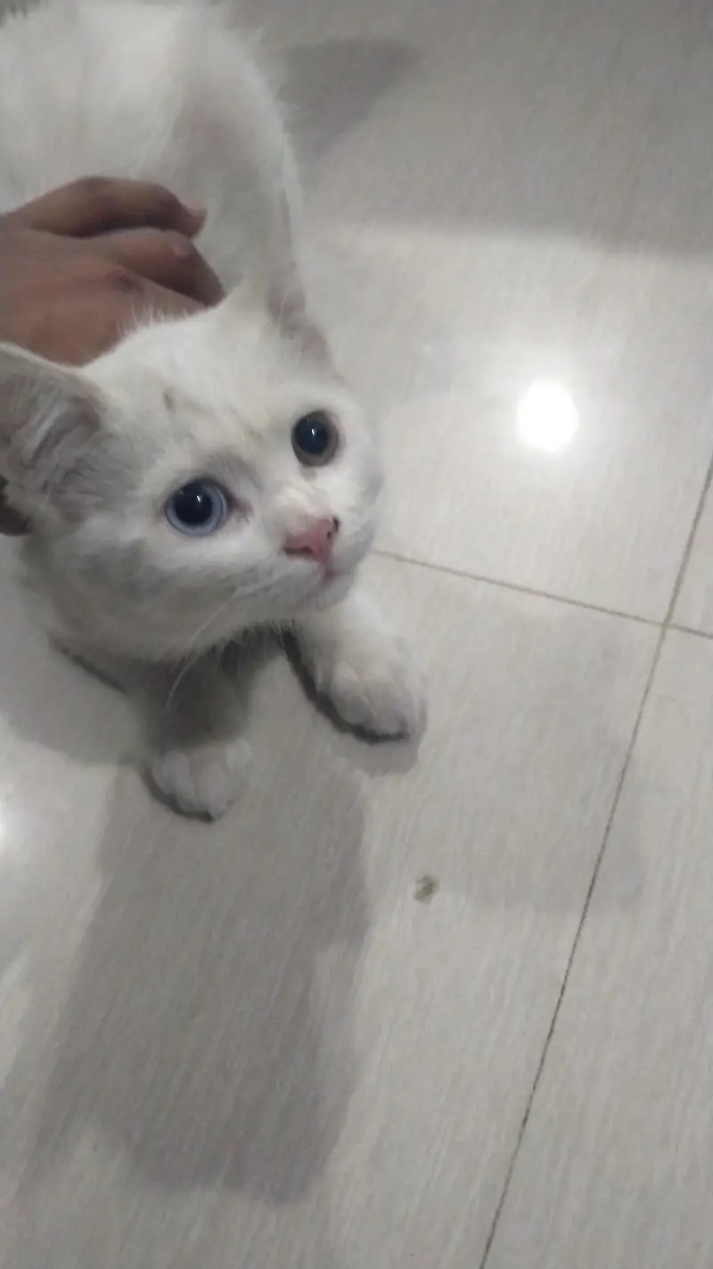 cat for sale good tamed urgent need — photo 4