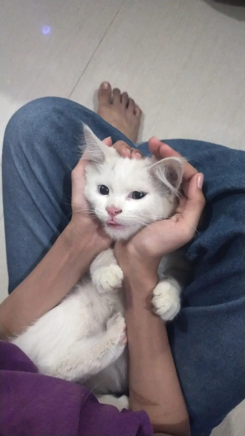 cat for sale good tamed urgent need — photo 5