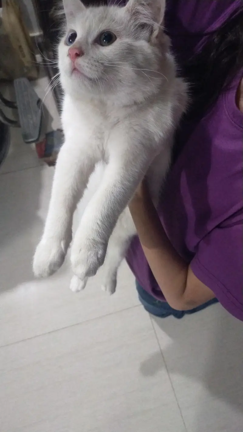 cat for sale good tamed urgent need — photo 6