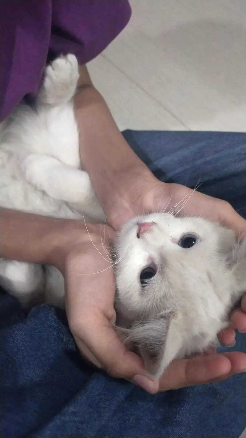 cat for sale good tamed urgent need — photo 7