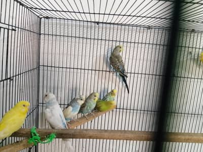 healthy and active birds