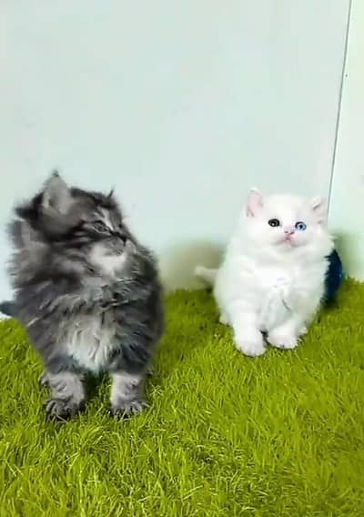 Persian Cats & Kittens for Sale may WhatsApp 03126762031