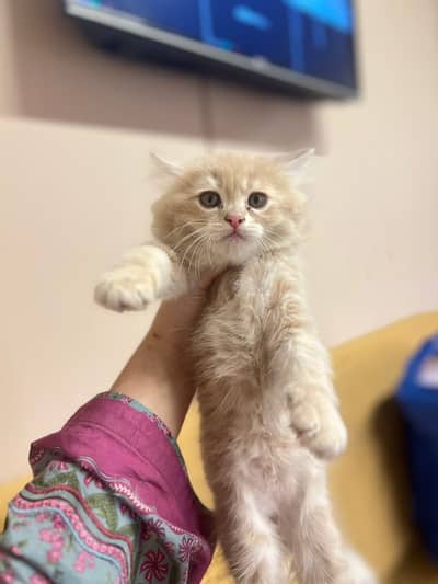 Persian Kittens | Persian Cat | Triple Coated kittens For Sale