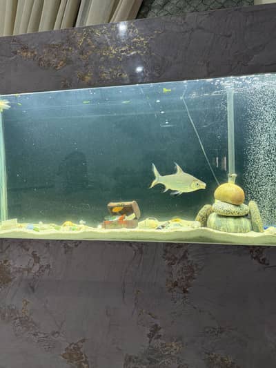 Silverline shark 1 feet