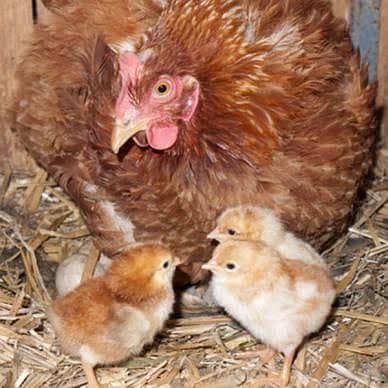 pure desi hen with 7 chicks