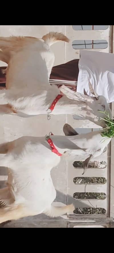 Khassi Bakray Heavy Available for Qurbani 2026. . . SB 2 Dant hain. .