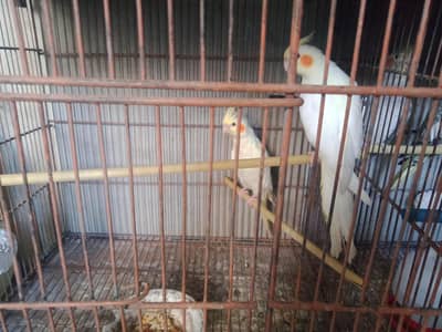 2 Pairs gray and yellow Cockatail Parrot