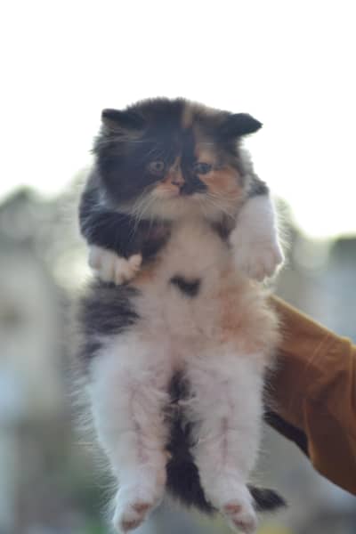 Persian Kitten Extreme Punch Face triple Coated
