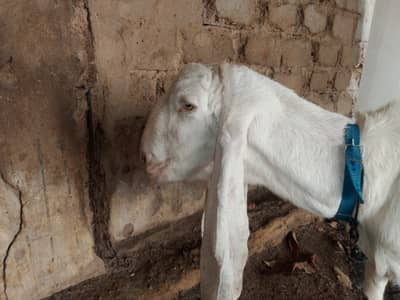 Rajanpuri Bakri