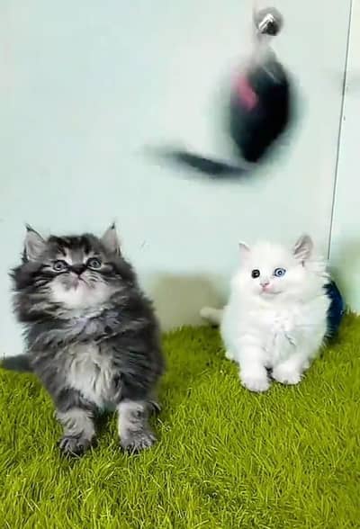 Persian Cats & Kittens for Sale may WhatsApp 03126762031