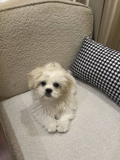 Shih Tzu for sale - 2.5 months old