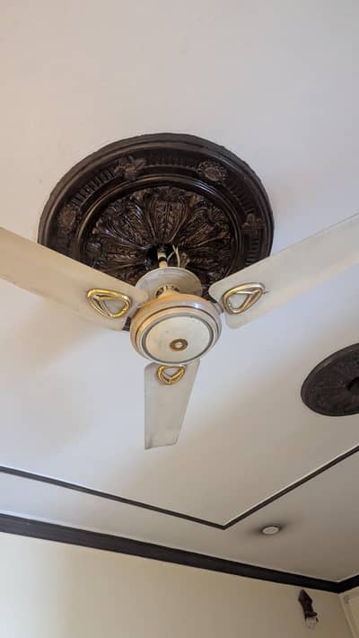 Royal Fans only sale