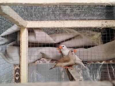 zebra finches