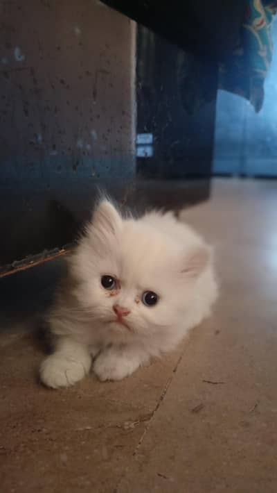 kitten for sale 2 month old on self feeding