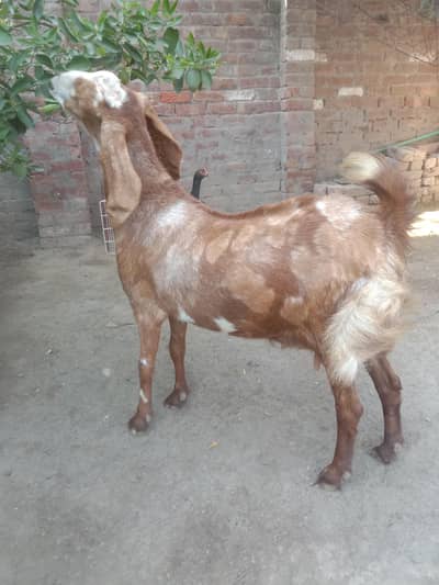 Palney Ke Liye Healthy Bakri For Sale