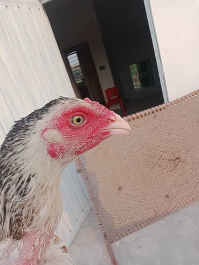 2 aseel patthiyan for sale