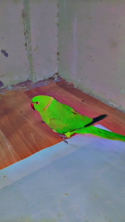 Talking male parrot . For breeding and training purposes