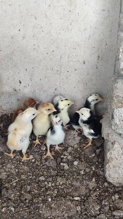 Quality Chicks 1000 Rupe Per Piece Aseel 0324-7029776