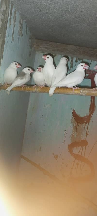 White java breeder pair with 4 chicks