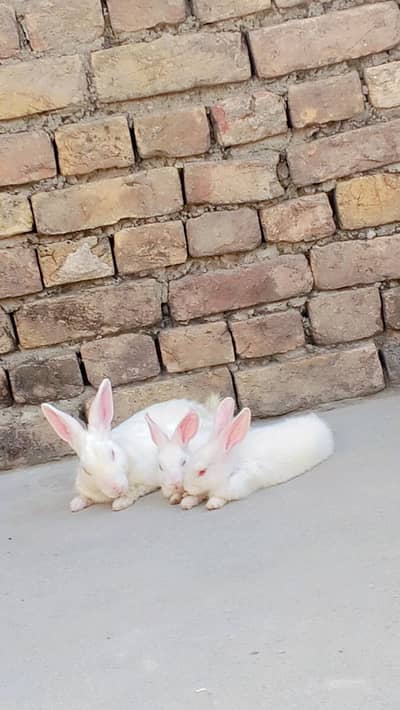 5 Beautiful White Red-Eye Rabbits for Sale 