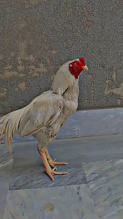 for sale aseel murga white paper mianwali