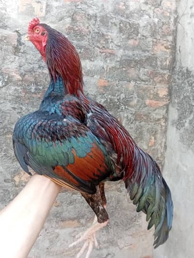 red coler 9 mounth available in lahore