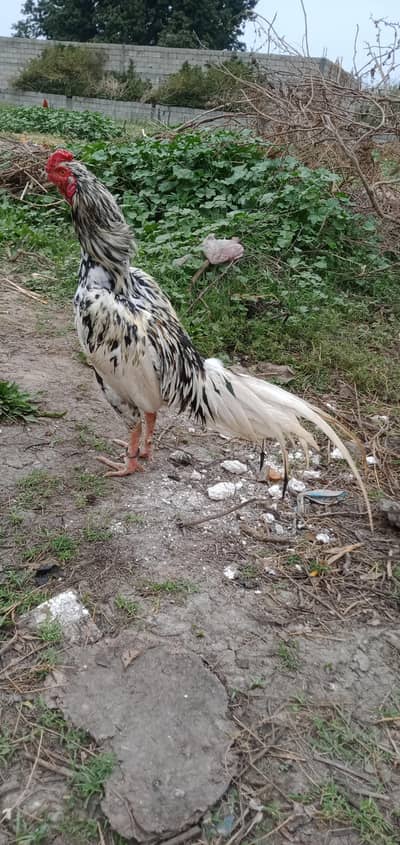 chinna aseel murga for sale contact number 03301387859 location chirah