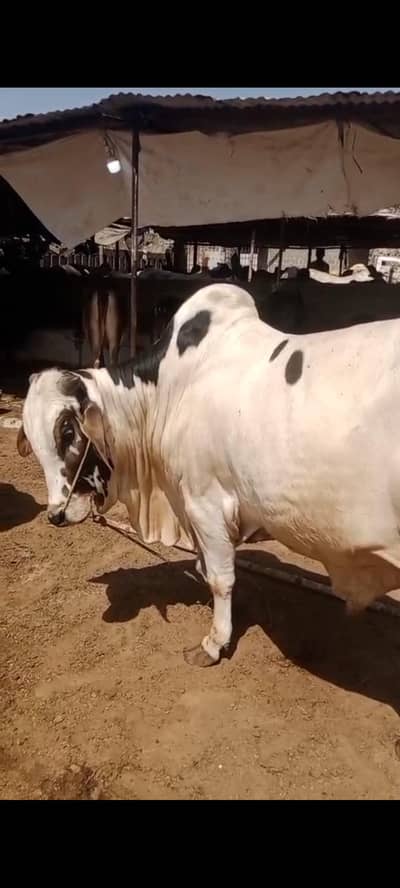 2026 QURBANI SAILING CALVES