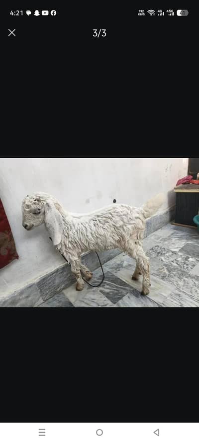bakri for sale