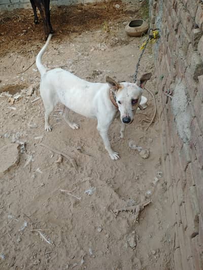 kohati bultair female