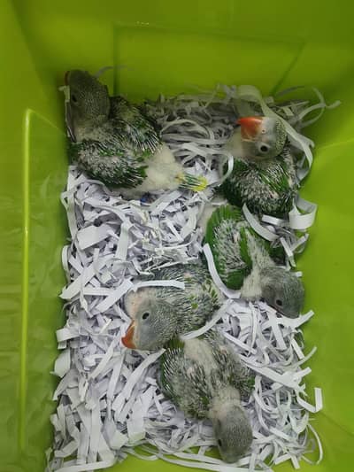 Pahari or raw parrot chicks available for sale