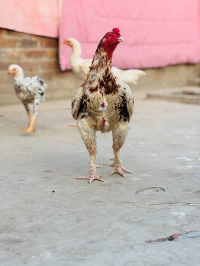 MashAllah Peela for sale