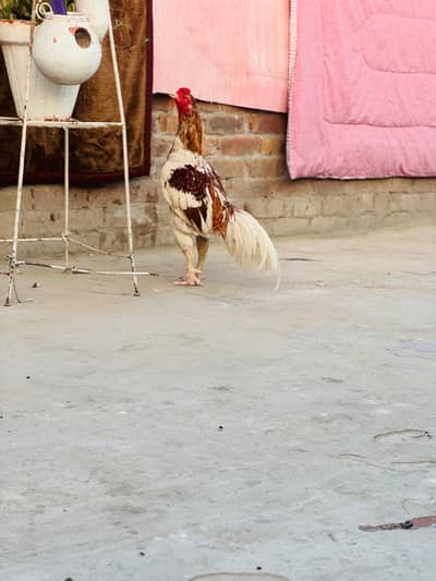 MashAllah Peela for sale