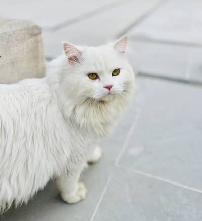Persian cat for adoption