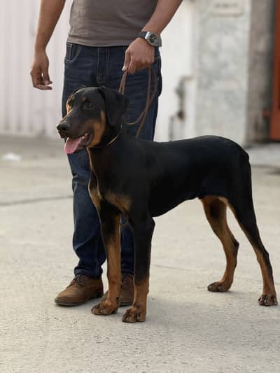 Doberman Pinscher!