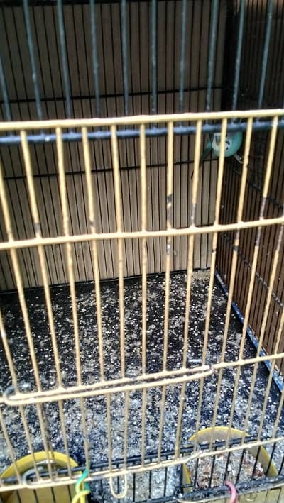 budgie parrot for sell