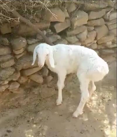 Pure Turkey Dumbay for Sale