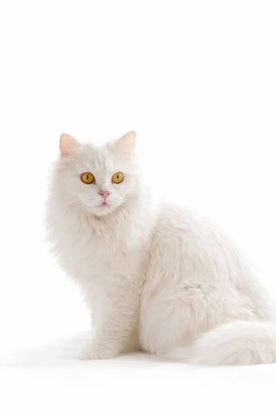 Pure White Fluffy Persian Cat for Sale